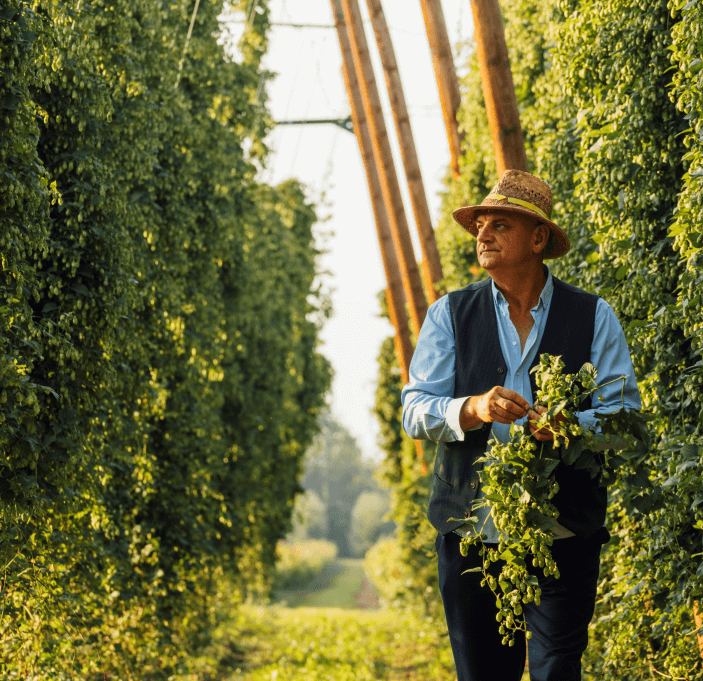 Foamy Stories: About Polish hops with traditions