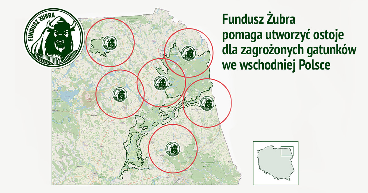 Fundusz Żubra pomaga utworzyć ostoje dla zagrożonych gatunków we wschodniej Polsce