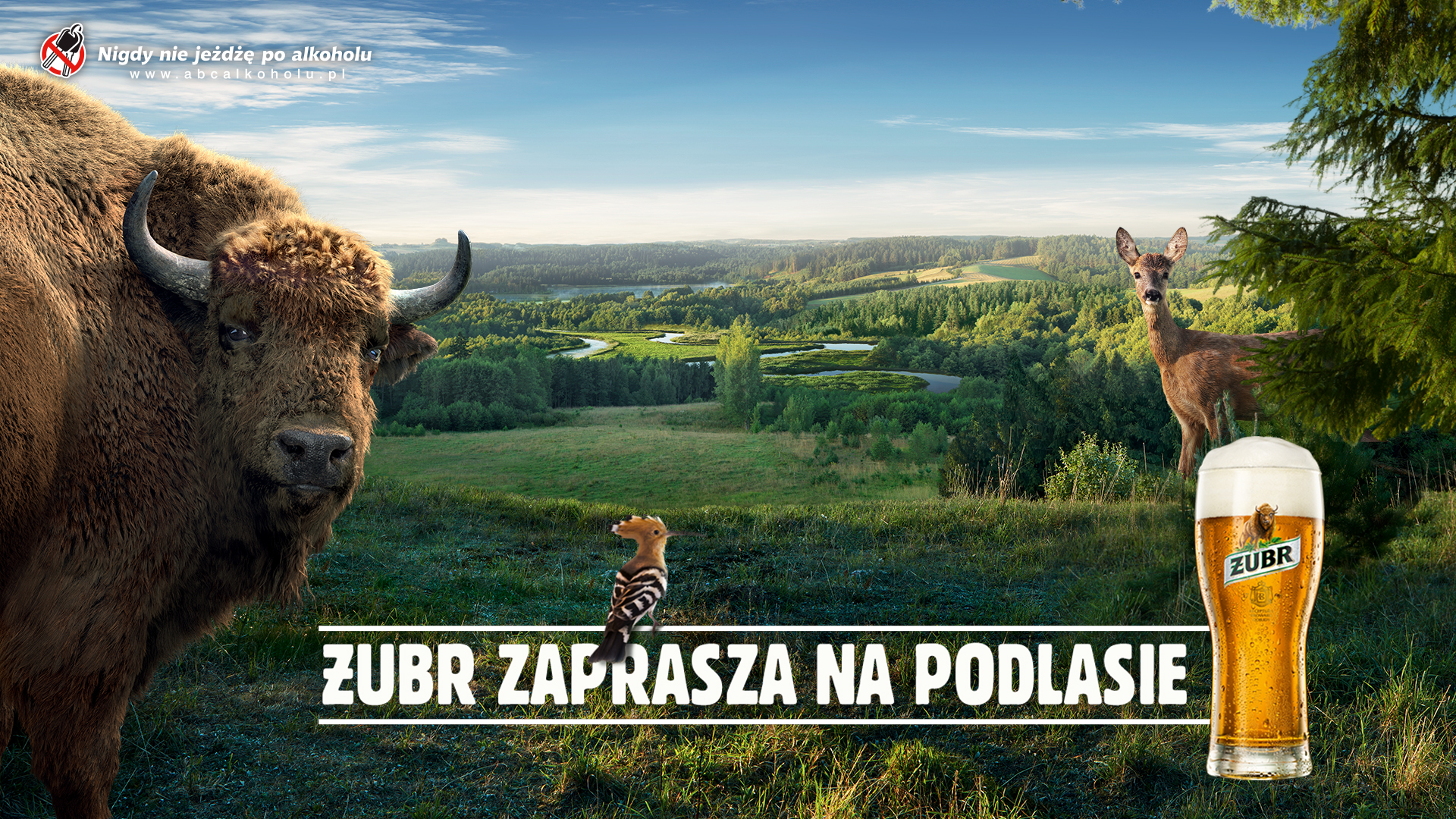 „Żubr zaprasza na Podlasie” – trwa nowa, wyjątkowa kampania marki
