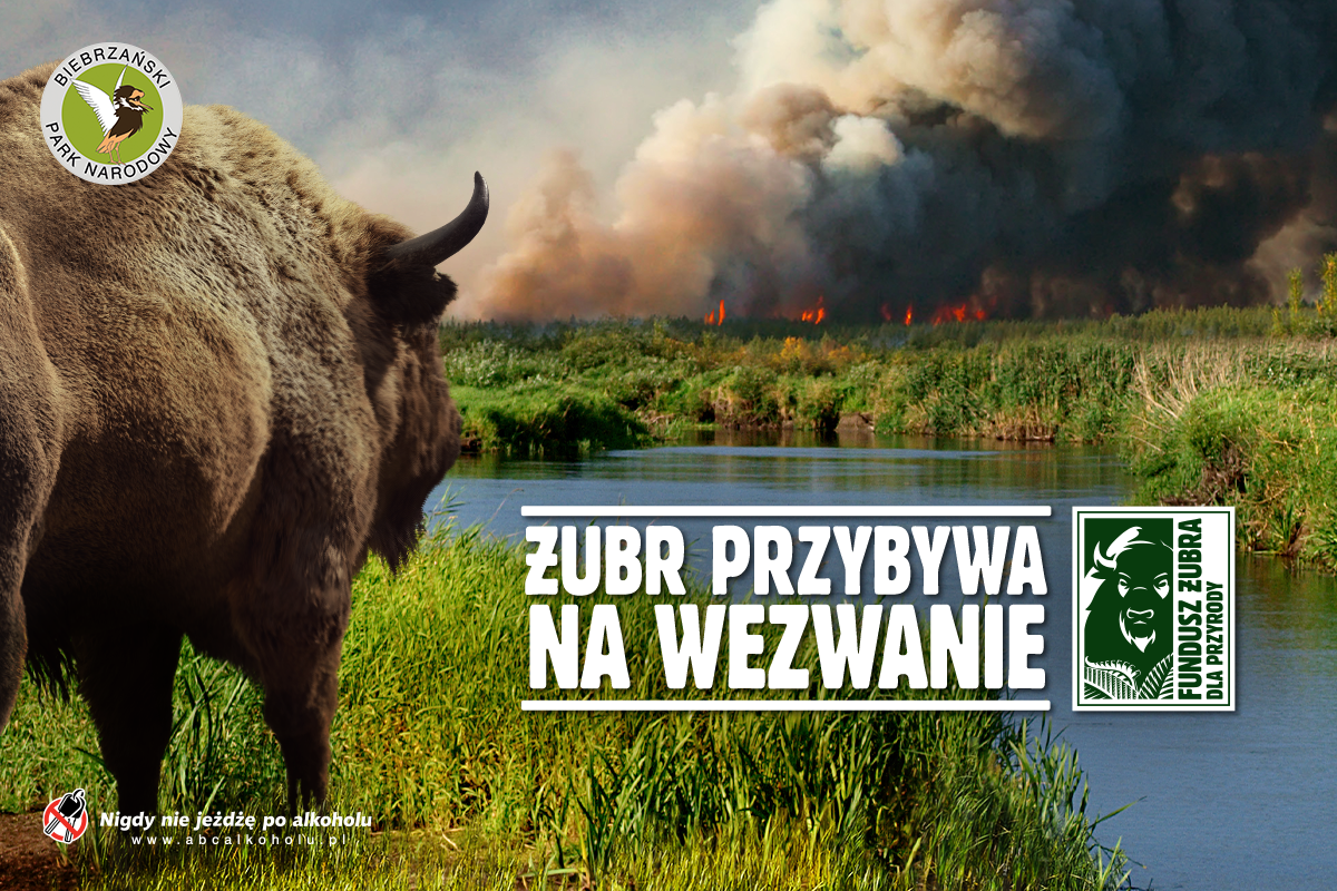 Żubr supports the Białowieża National Park in need
