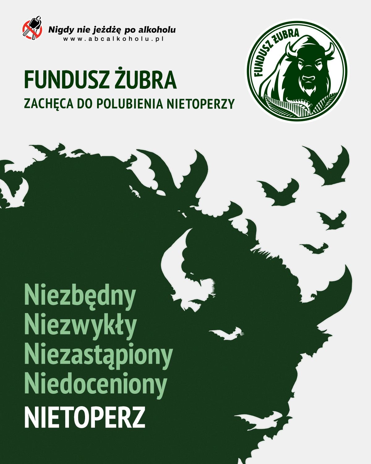 Żubr’s Fund encourages to come to like bats
