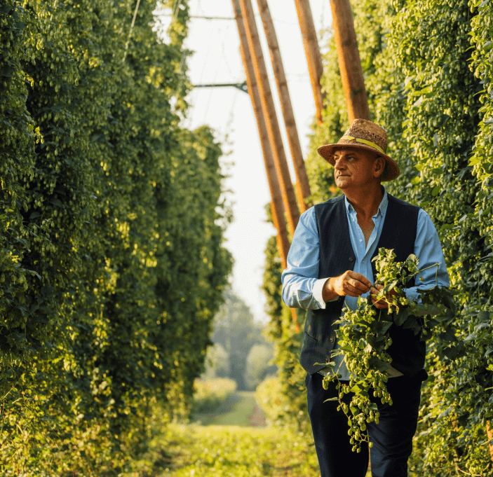 About Polish hops with traditions