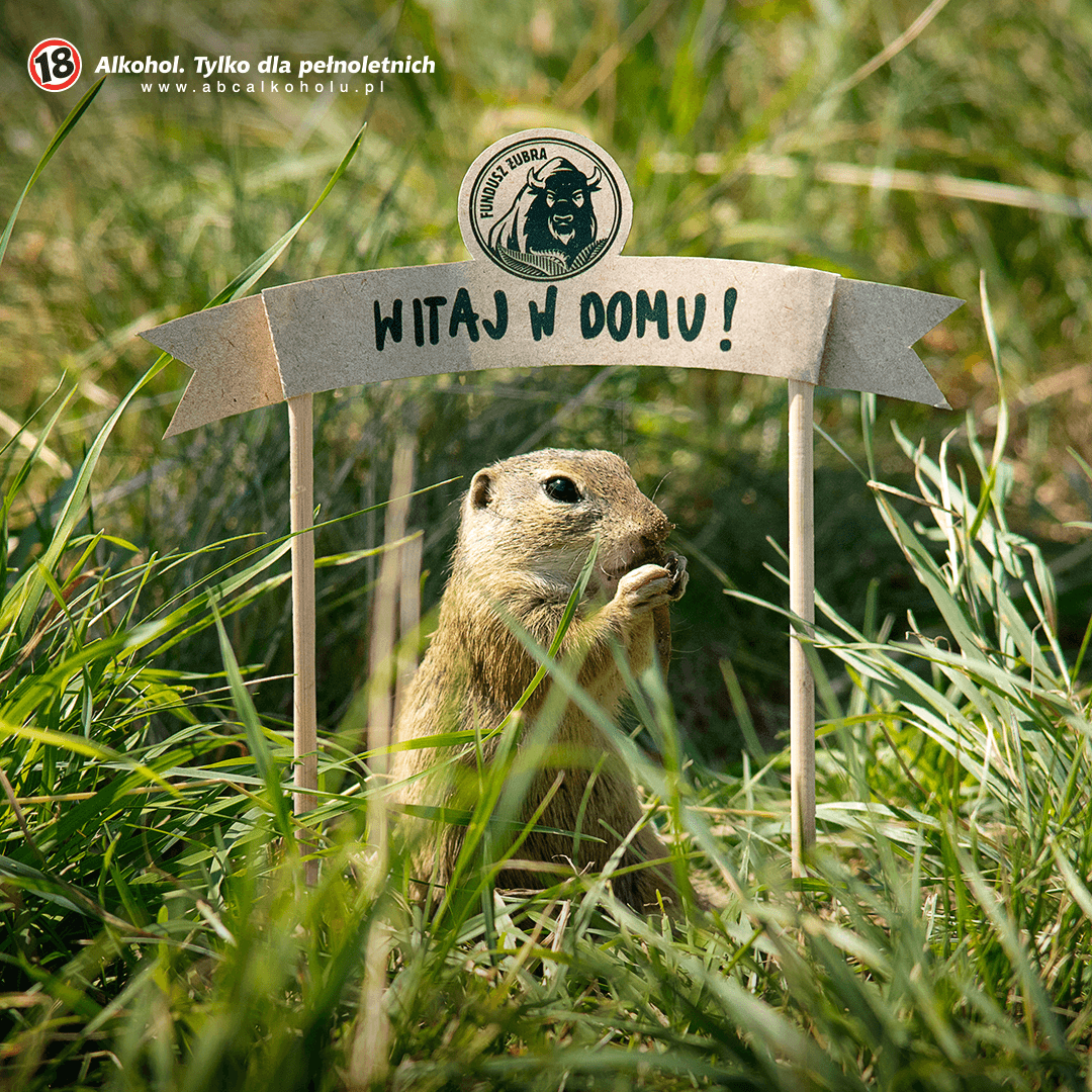 Żubr Fund helps restore population of ground squirrel in Poland