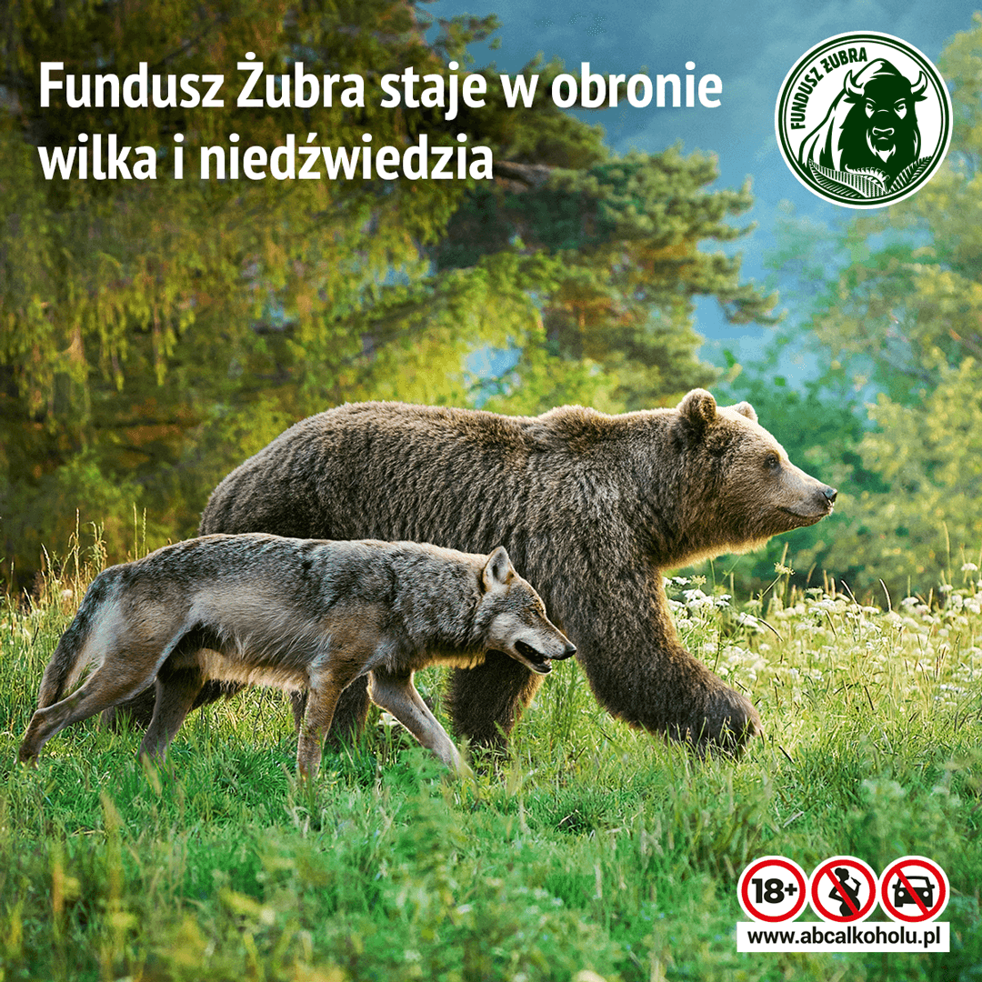 Fundusz Żubra w obronie wilka i niedźwiedzia